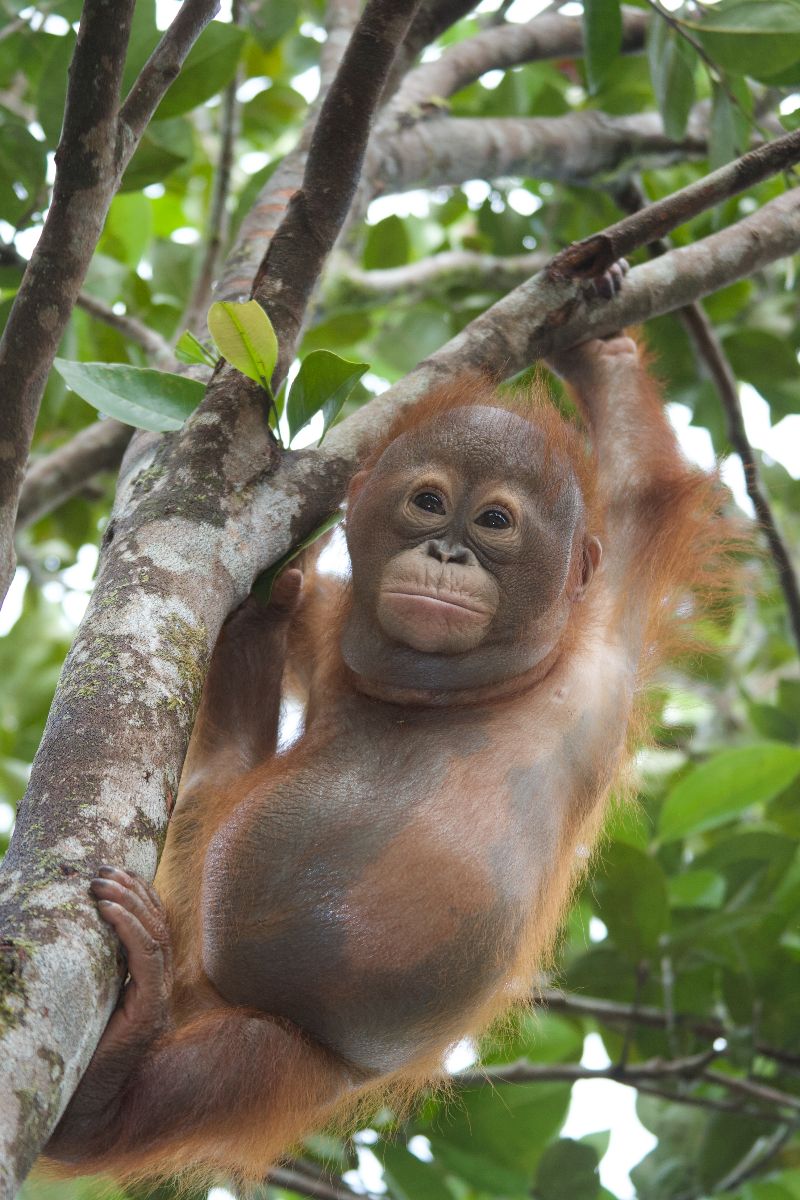 Orang-Utan Foto