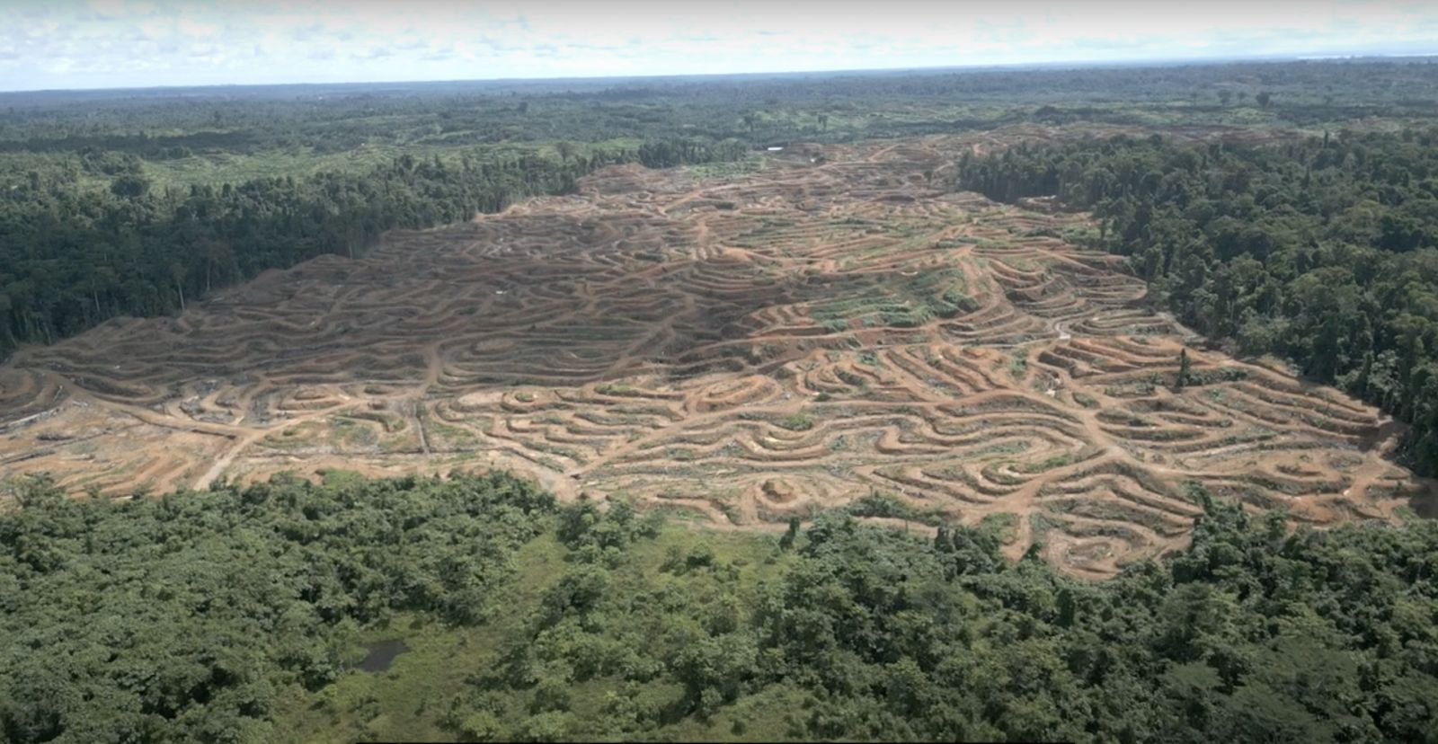 Drohnenaufnahme von Abholzung für Palmöl in Sorong, West-Papua